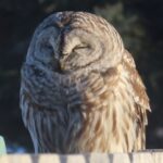 Profile photo of Laura LaHaie
